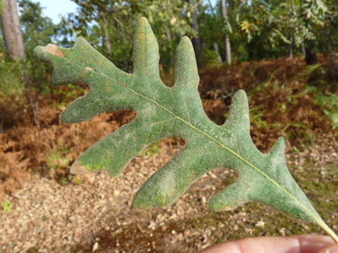 Grandes (allant jusqu'à 20 cm) feuilles alternes très découpées, pétiolées et très pubescentes sur les 2 côtés; elles sont marcessentes. Agrandir dans une nouvelle fenêtre ou onglet)